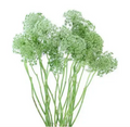 Queen lace 04x50