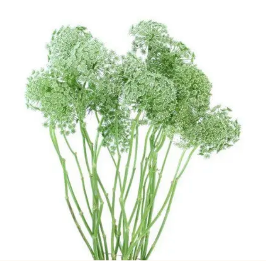 Queen lace 04x50