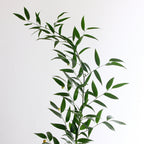 Italian Ruscus 06*655