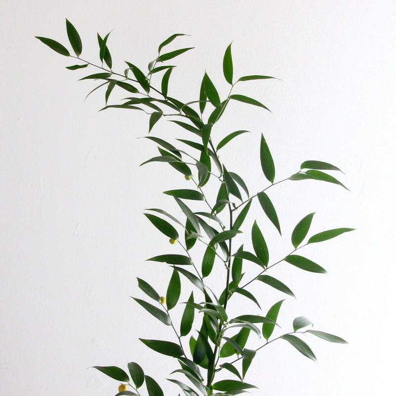 Italian Ruscus 06*655
