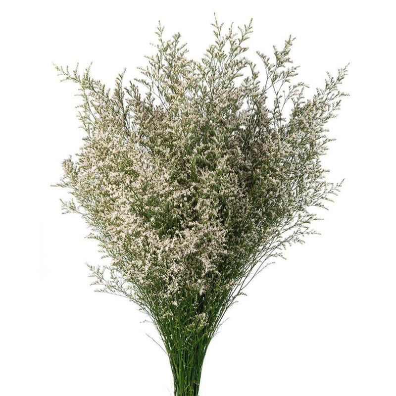 Limonium 14*504