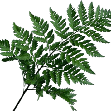 Leather Leaf Box 051*158