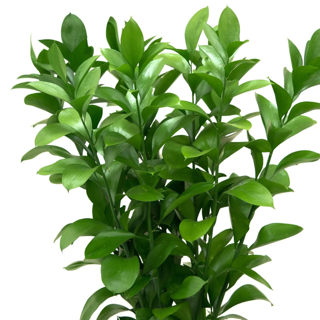 Israeli Ruscus 32*700