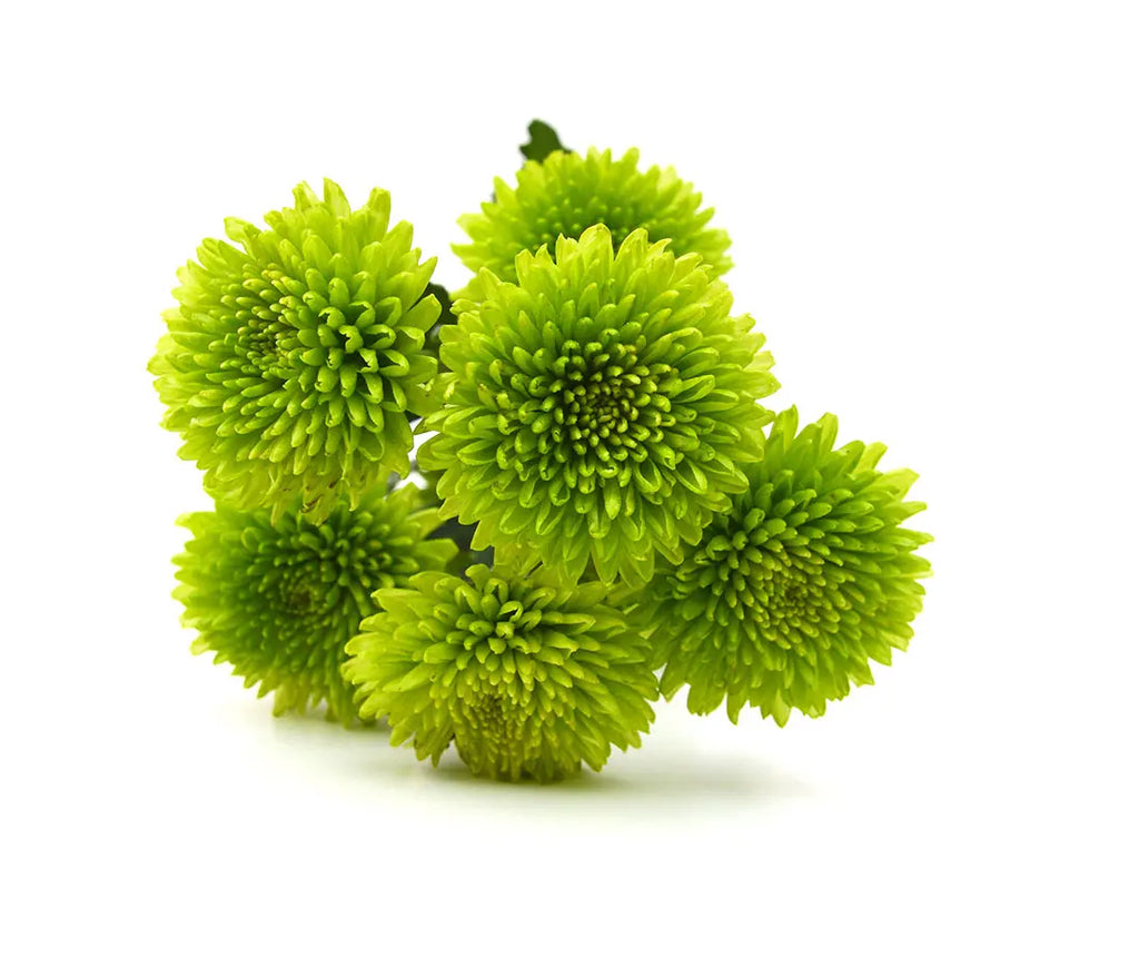 Pom Pom 22*503
