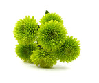Pom Pom 22*503