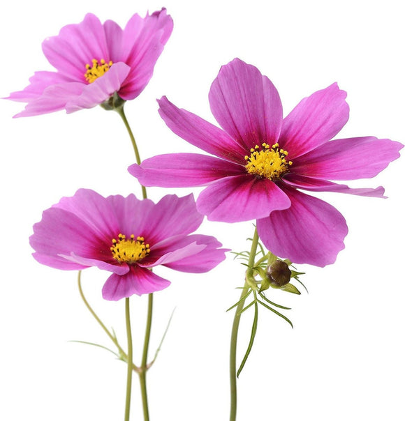 Cosmos 15*008