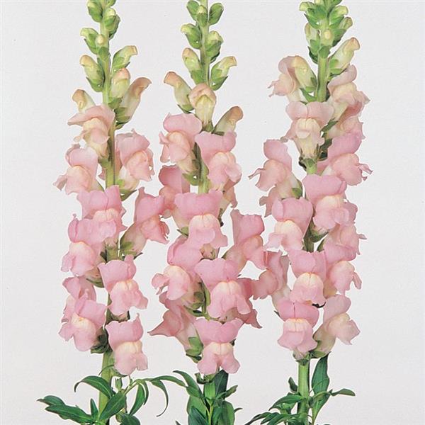 Snap Dragon 16*002