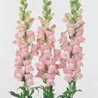 Snap Dragon 16*002