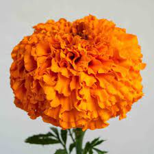 Marigold 21*508