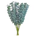 Baby Eucalyptus 32*756