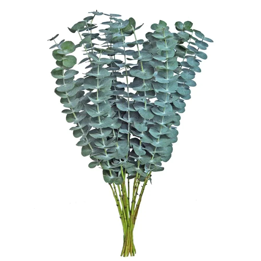 Baby Eucalyptus 32*756