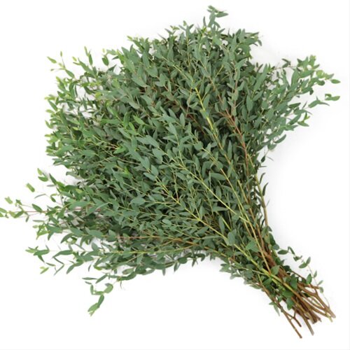 Gunni / Ganay 32*506