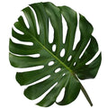 Monstera 25*201