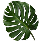 Monstera 25*201