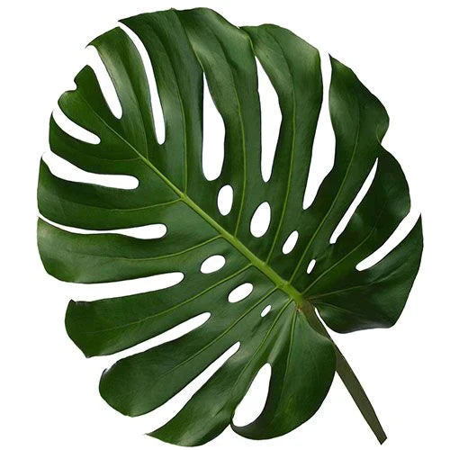 Monstera 25*201
