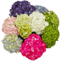 Hydrangeas 2408
