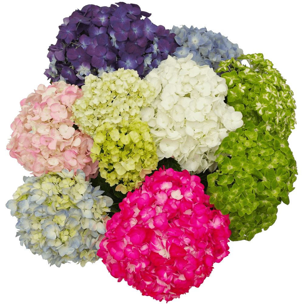 Hydrangeas 2408