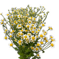 Chamomile 15*002