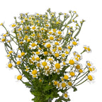 Chamomile 15*002