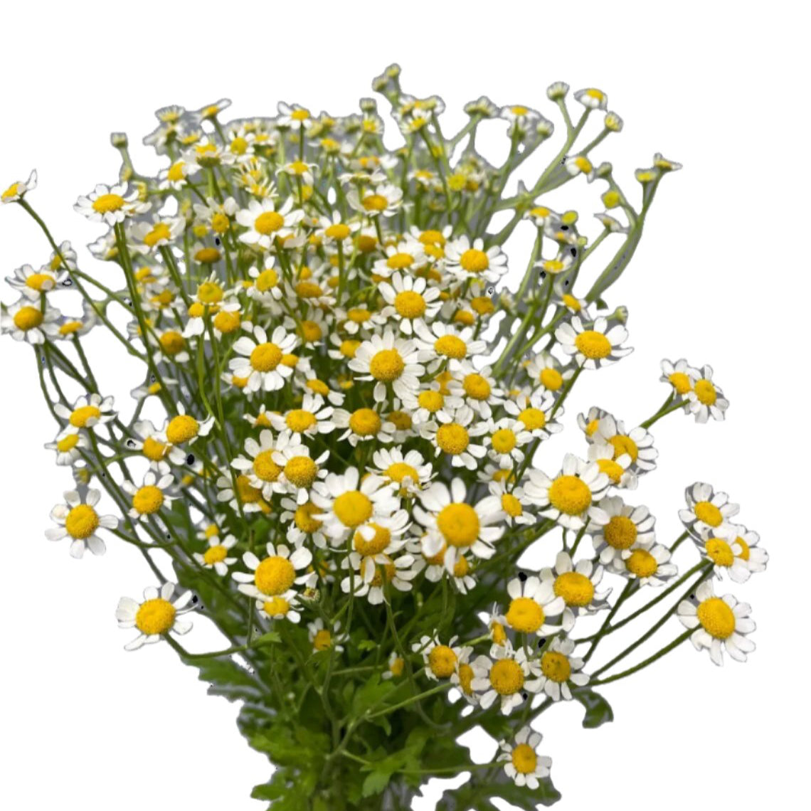 Chamomile 15*002