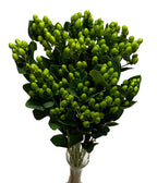 Hypericum 14*501