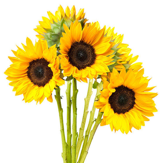 Sunflowers 32*755