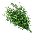 Italian Ruscus 06*655