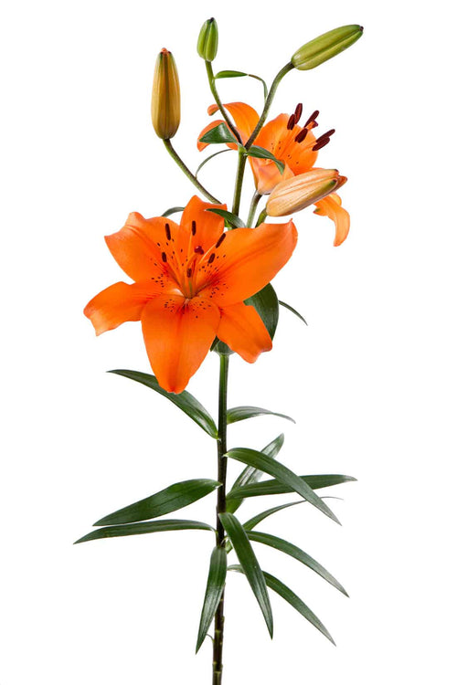 Asiatic lilies 37*07