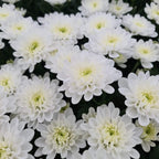 Pom Pom 22*503
