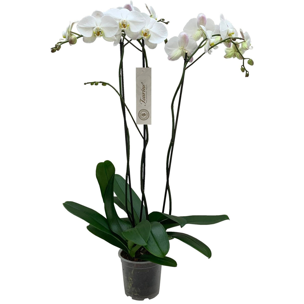 Phalaenopsis Orchids 2445 - store