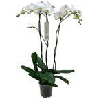 Phalaenopsis Orchids 2445 - store