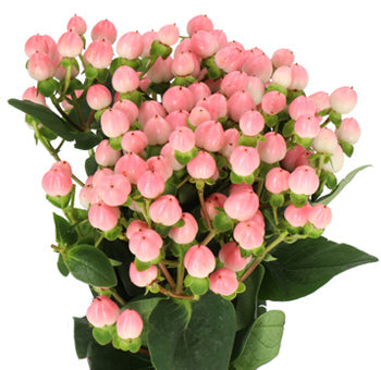 Hypericum 14*501