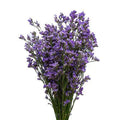 Limonium 14*504