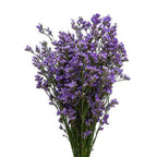 Limonium 14*504