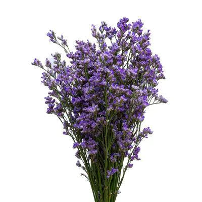 Limonium 14*504