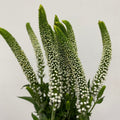 Veronicas 13*600