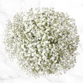 Gypsophilia 33*50