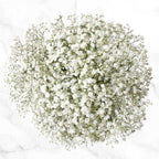 Gypsophilia 33*50