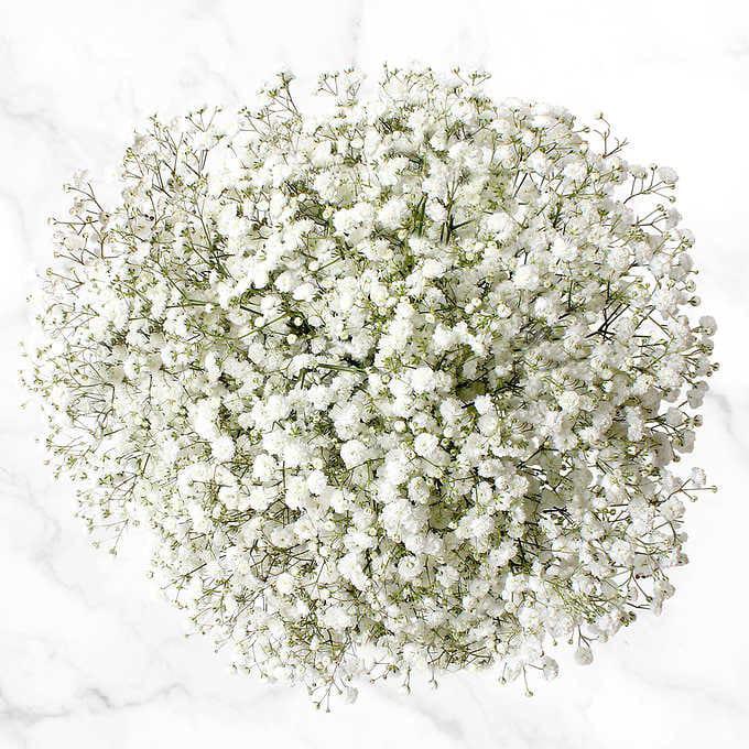Gypsophilia 33*50
